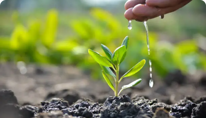 Plantation land